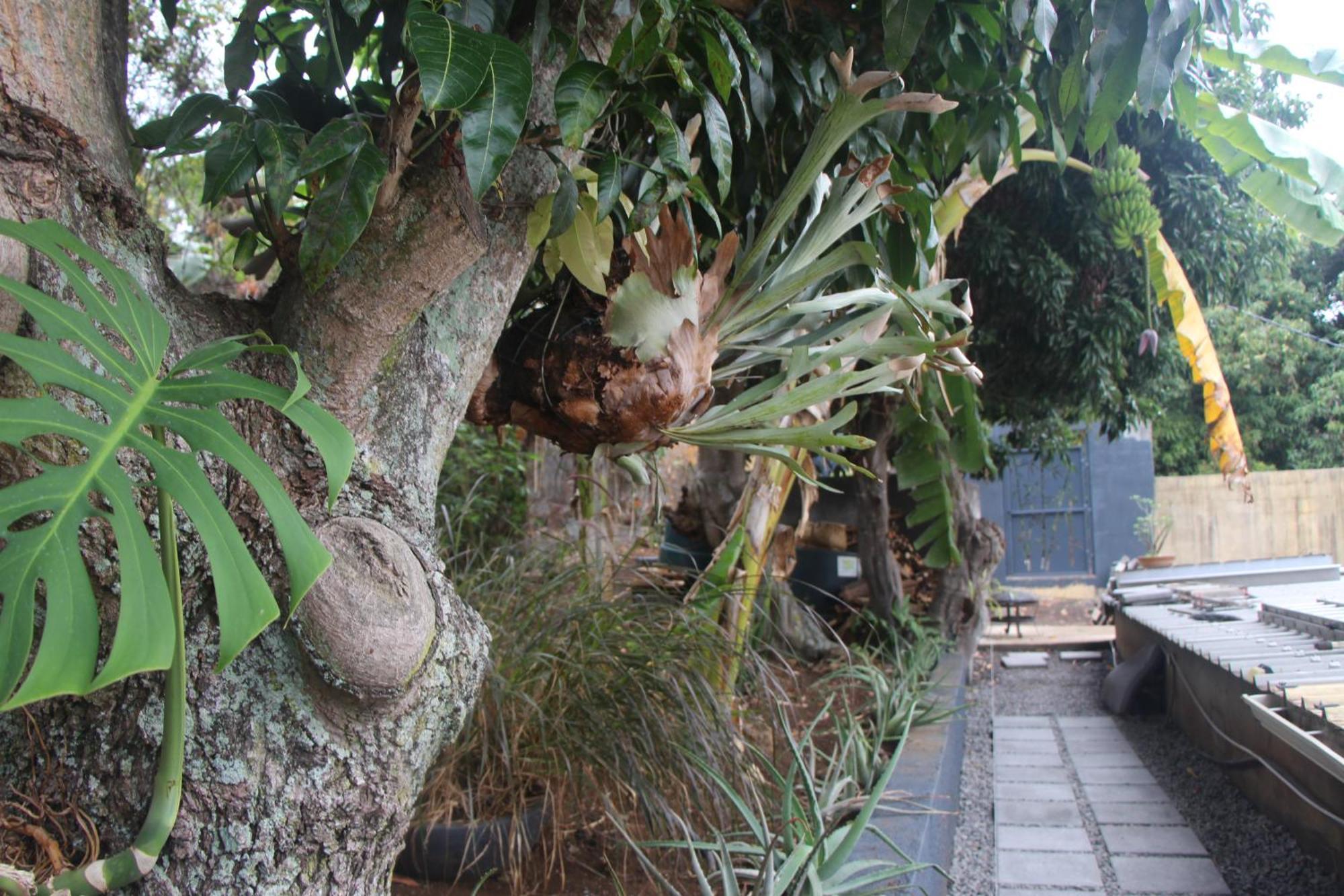 La Liane De Jade 974-Lodge Le Palissandre - Jacuzzi Privatif - Piscine Chauffee Le Bois de Nefles  ภายนอก รูปภาพ